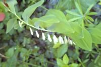 Polygonatum multiflorum