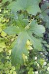 Bryonia dioica
