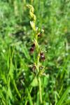 Ophrys insectifera