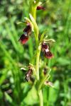 Ophrys insectifera