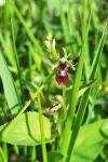 Ophrys insectifera