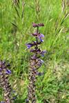 Salvia pratensis
