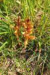 Orobanche gracilis