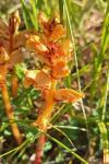 Orobanche gracilis