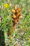 Orobanche gracilis