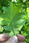 Quercus pubescens