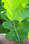 Quercus pubescens
