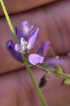 Polygala vulgaris