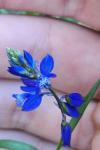 Polygala vulgaris