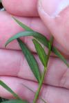 Polygala vulgaris