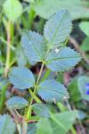 Rosa rubiginosa