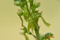 Neottia ovata