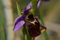 Ophrys holosericea