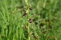 Ophrys insectifera