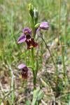 Ophrys holosericea