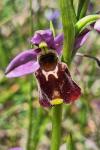Ophrys holosericea