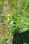 Vincetoxicum hirundinaria