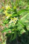 Vincetoxicum hirundinaria