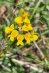 Hippocrepis comosa