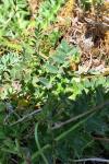Hippocrepis comosa