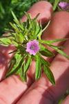 Geranium dissectum
