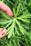 Geranium dissectum