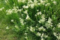 Lepidium draba