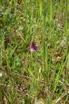 Anacamptis pyramidalis