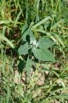 Chenopodium album