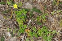 Potentilla neglecta