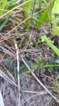 Linum catharticum