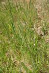 Carex otrubae