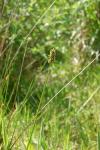 Carex otrubae
