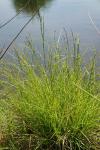 Carex remota