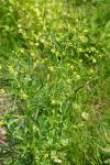 Ranunculus sceleratus