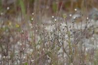 Linum catharticum