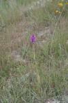 Anacamptis pyramidalis
