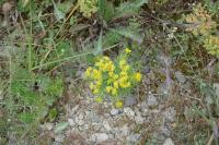 Euphorbia cyparissias