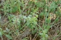 Stachys recta