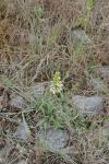 Stachys recta