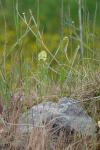 Reseda lutea