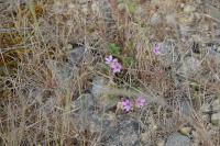 Erodium cicutarium