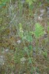 Stachys recta