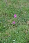 Anacamptis pyramidalis