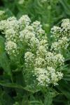 Lepidium draba