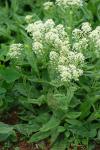 Lepidium draba