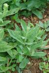 Lepidium draba