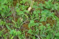 Orobanche picridis-hieracioidis