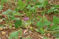 Lamium amplexicaule
