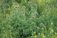Silybum marianum
